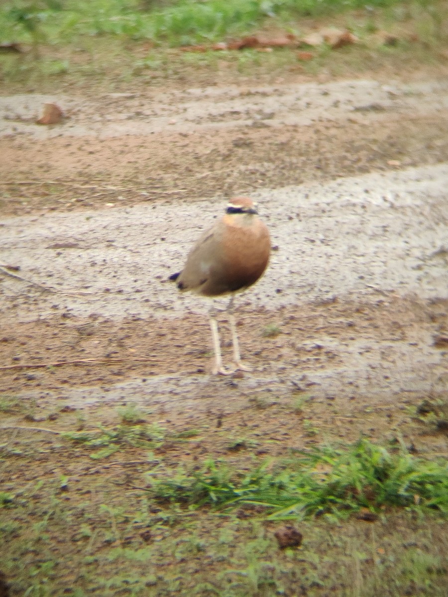 Indian Courser - ML638534236