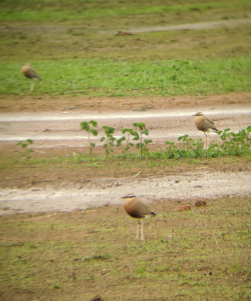Indian Courser - ML638534237