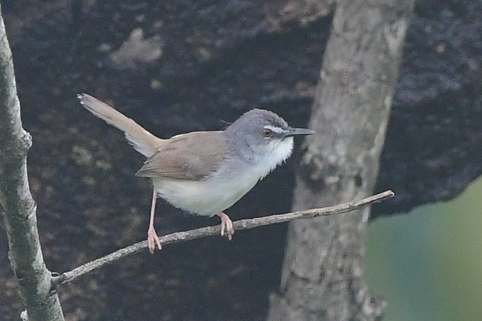 Rufescent Prinia - ML638534263