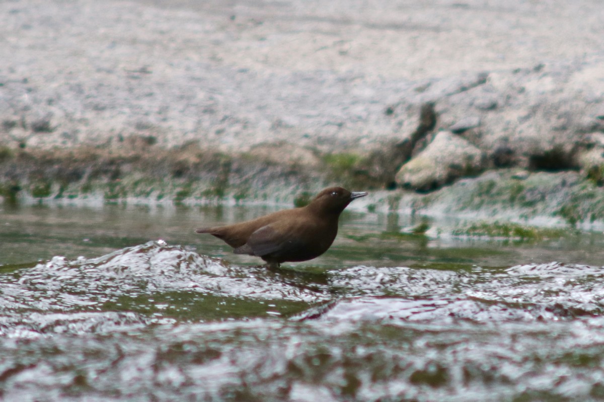 Brown Dipper - ML638534266