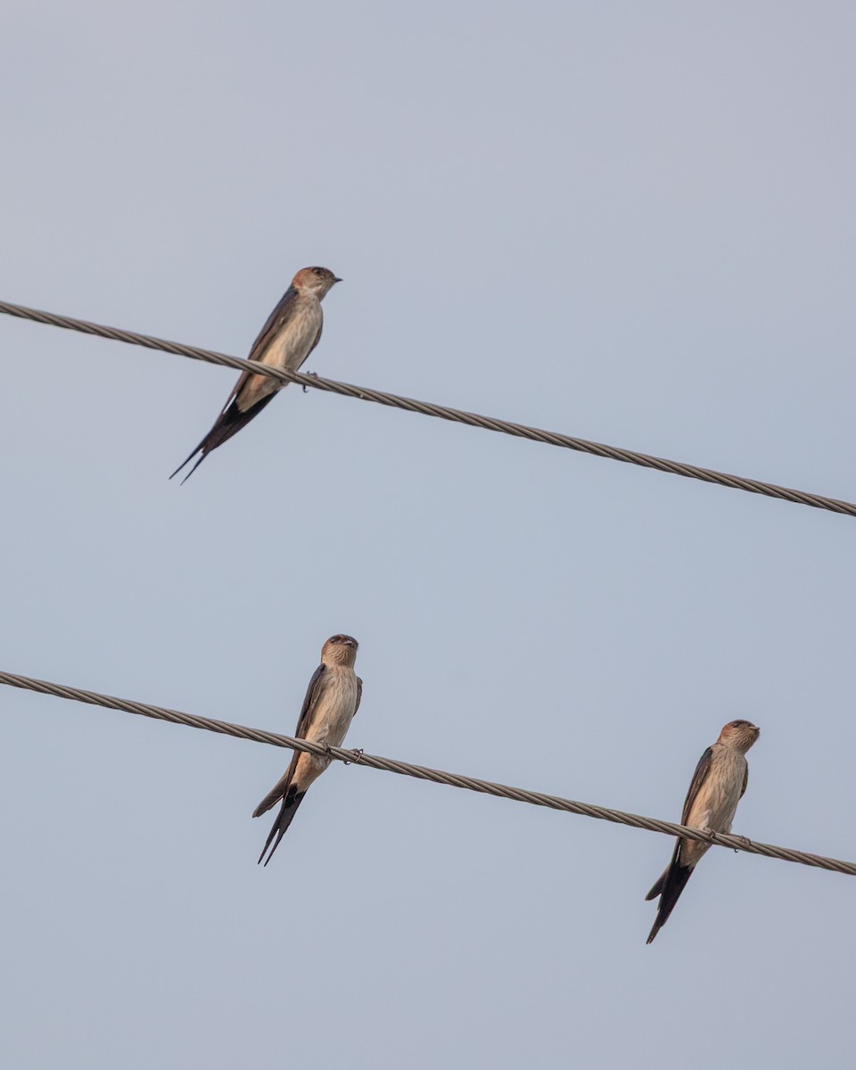 Golondrina Dáurica Occidental/Africana/Oriental - ML638534290