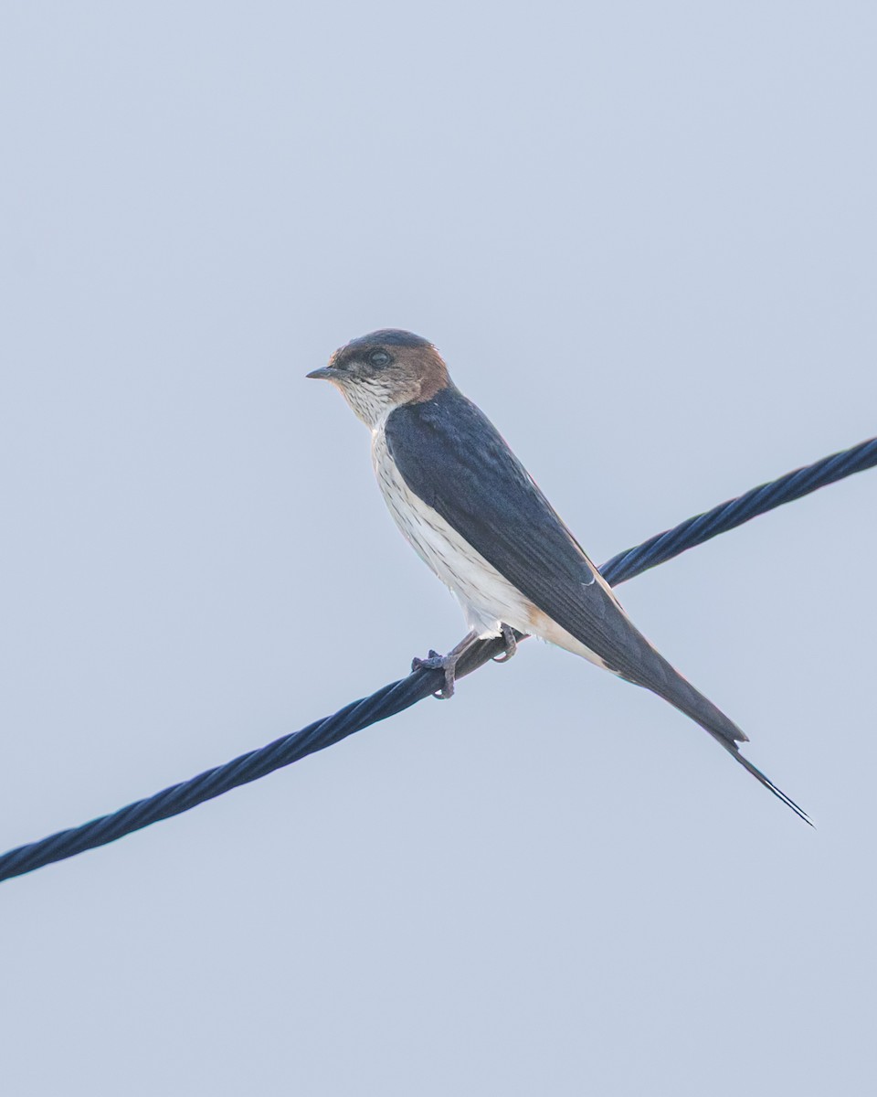 Golondrina Dáurica Occidental/Africana/Oriental - ML638534291