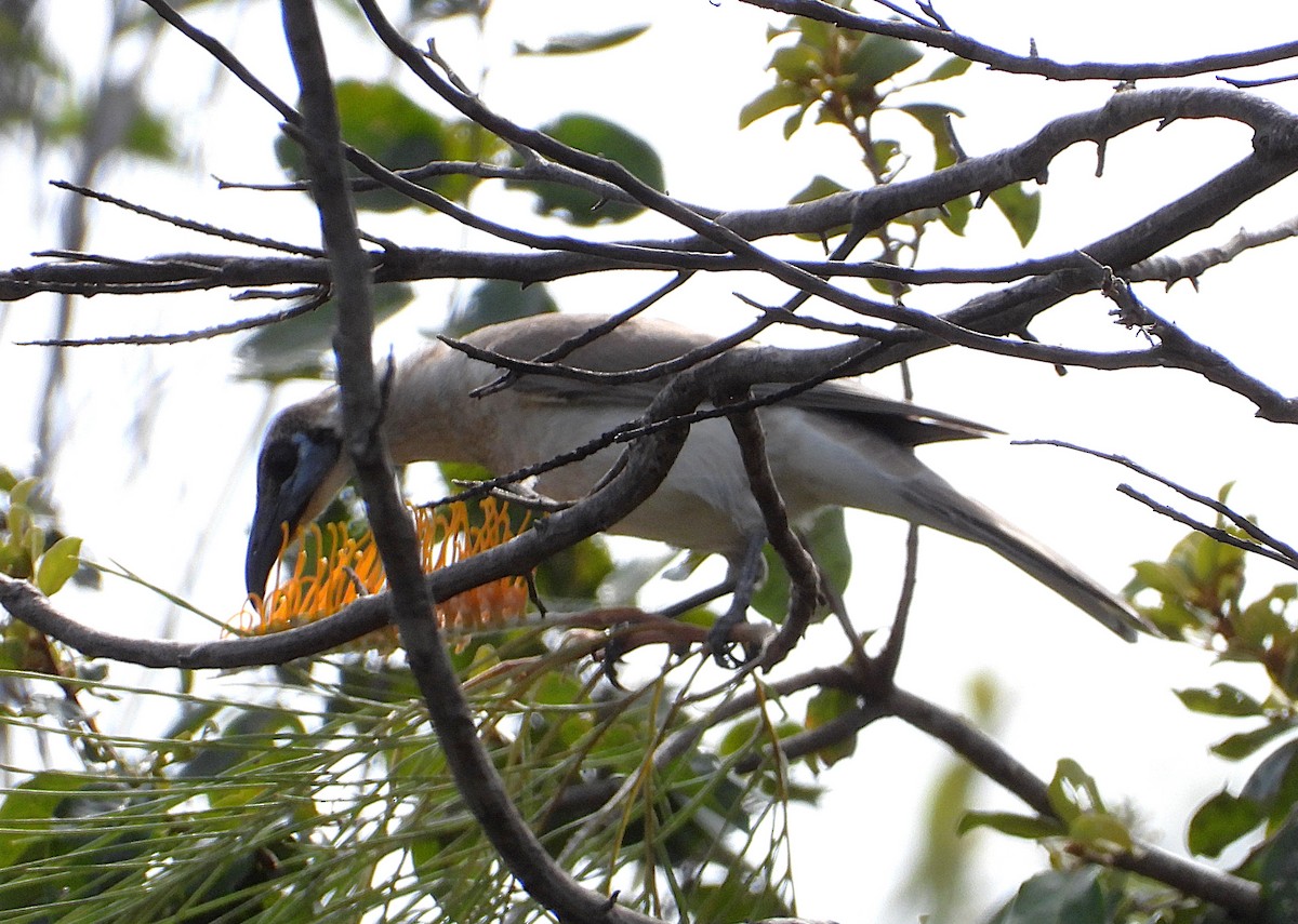 Little Friarbird - ML638534293