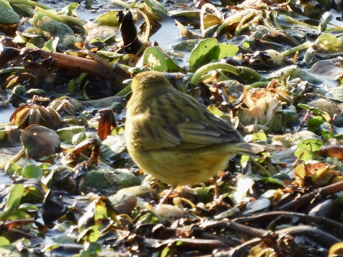 Saffron Finch - ML638534317