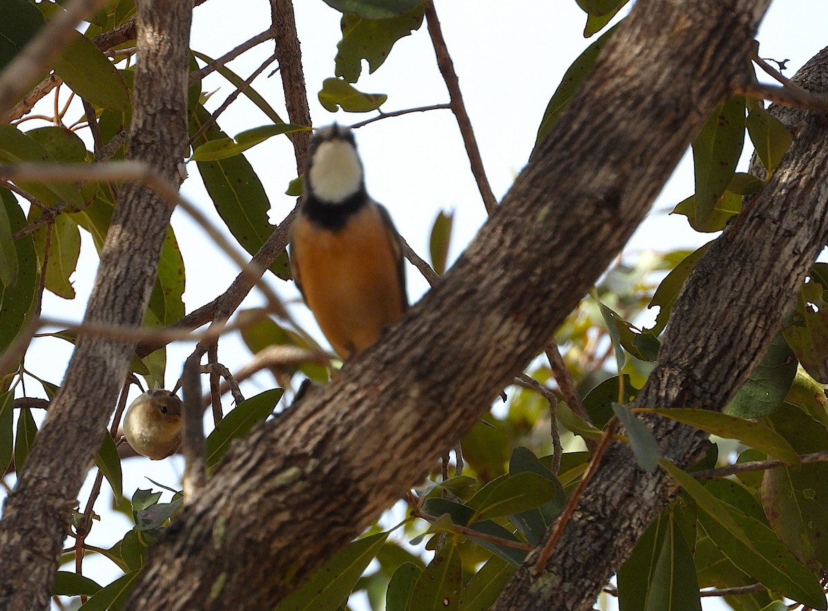 Rufous Whistler - ML638534351