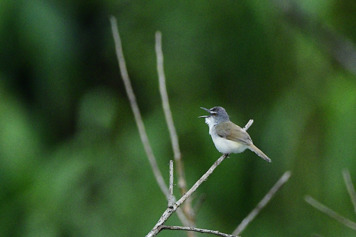 Rufescent Prinia - ML638534358