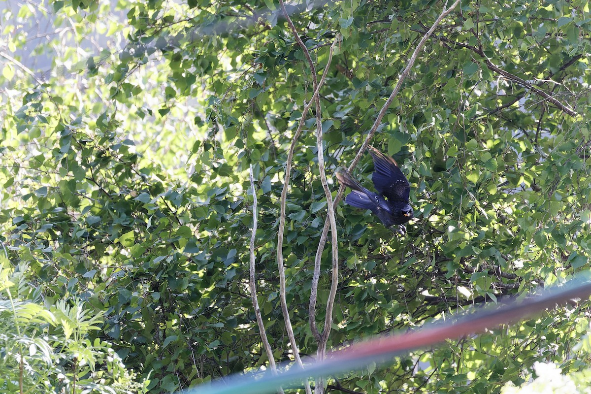 Blue Whistling-Thrush - ML638534360