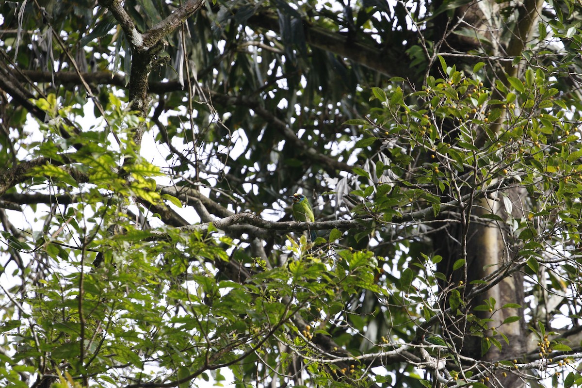 Black-browed Barbet - ML638534364