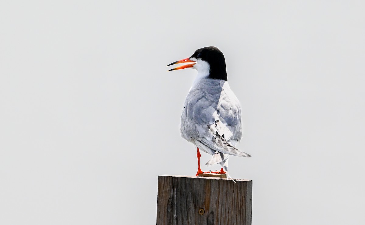 Forster's Tern - ML638534409