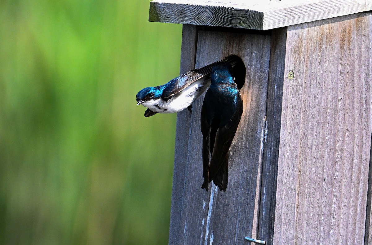 Древесная ласточка - ML638534418