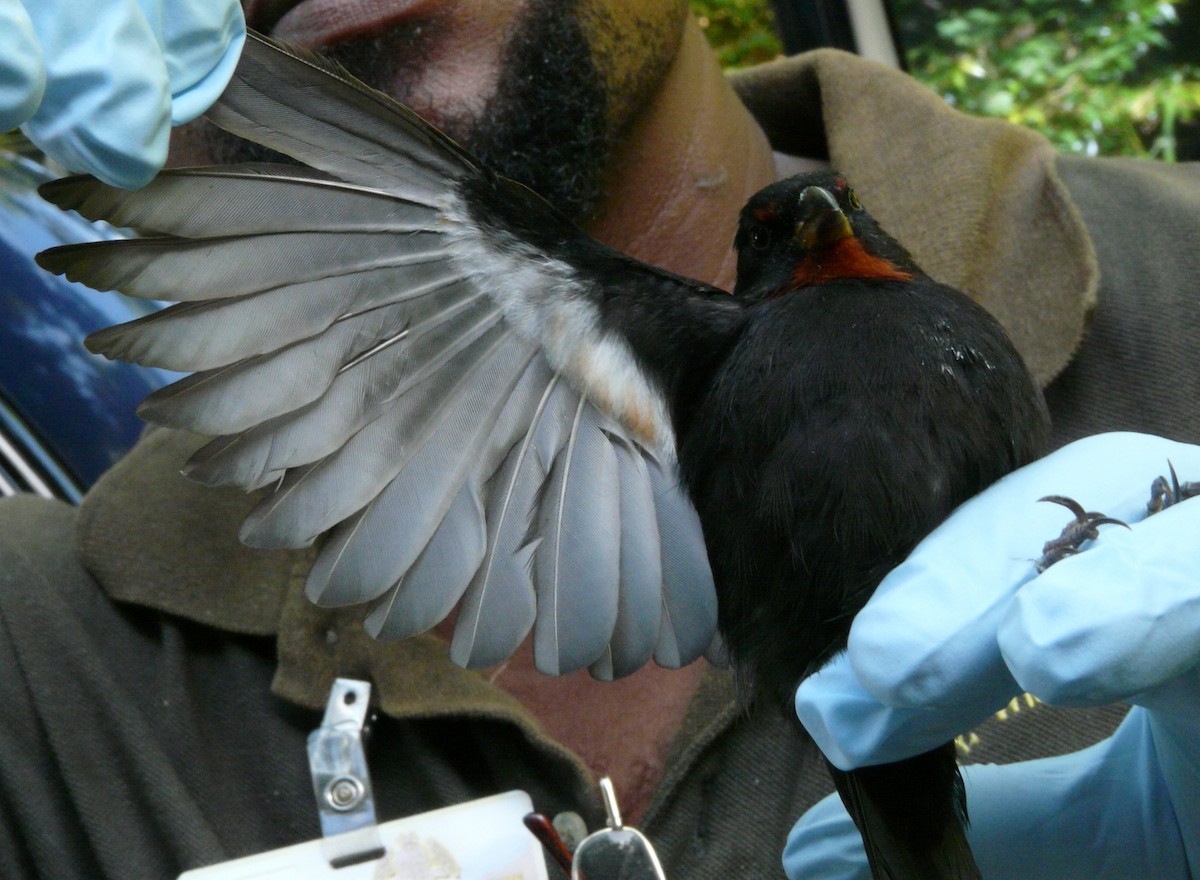 Lesser Antillean Bullfinch - ML638534431