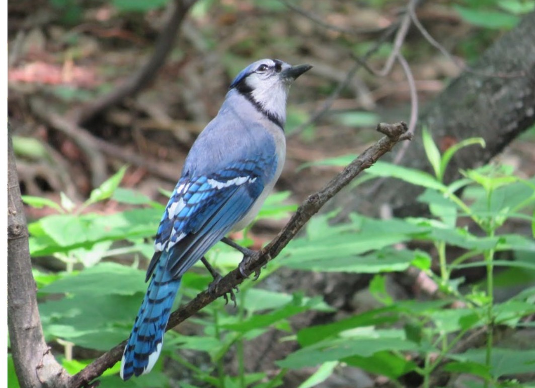Blue Jay - ML638534436