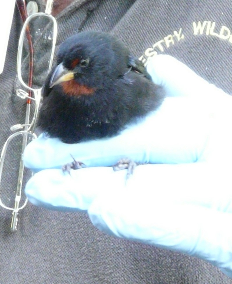 Lesser Antillean Bullfinch - ML638534441