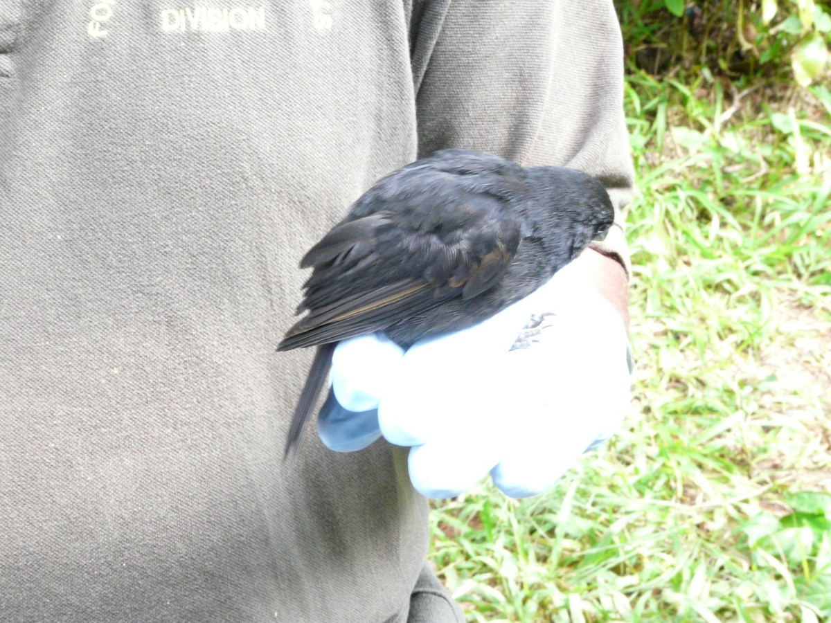 Lesser Antillean Bullfinch - ML638534449