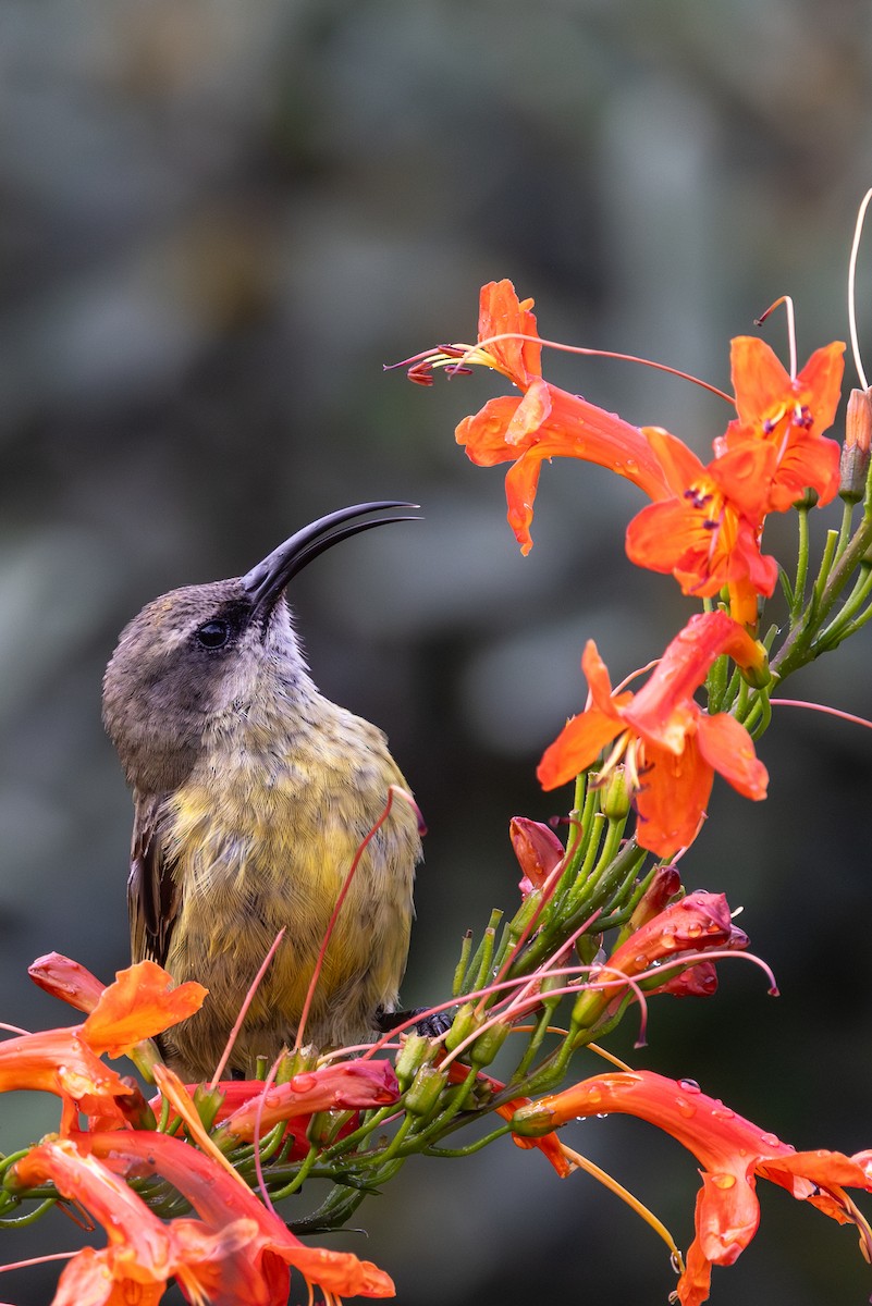 Bronze Sunbird - ML638534458