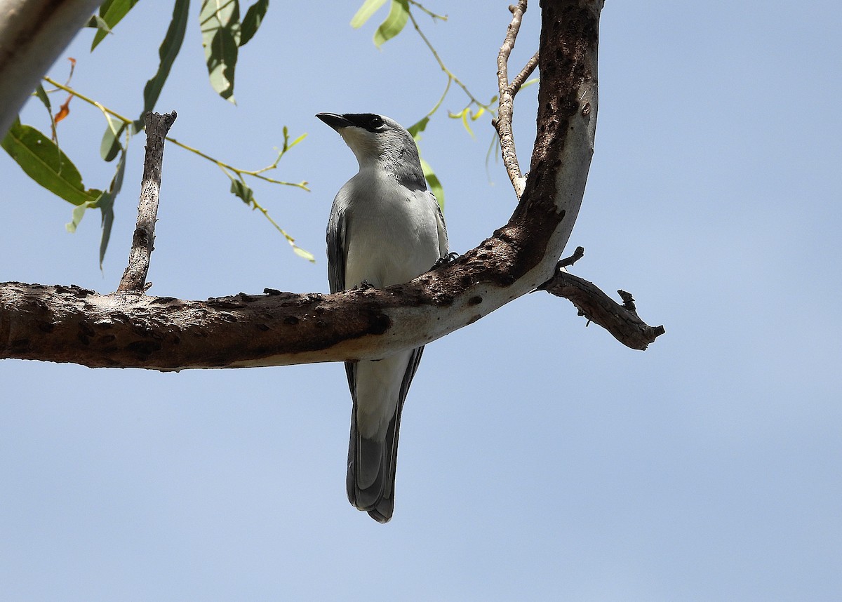 White-bellied Cuckooshrike - ML638534462