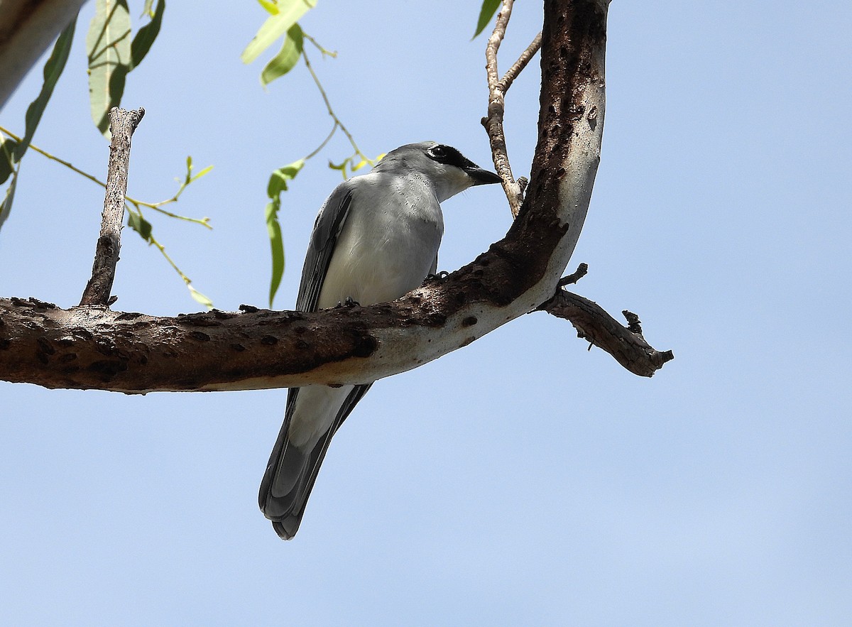 White-bellied Cuckooshrike - ML638534463