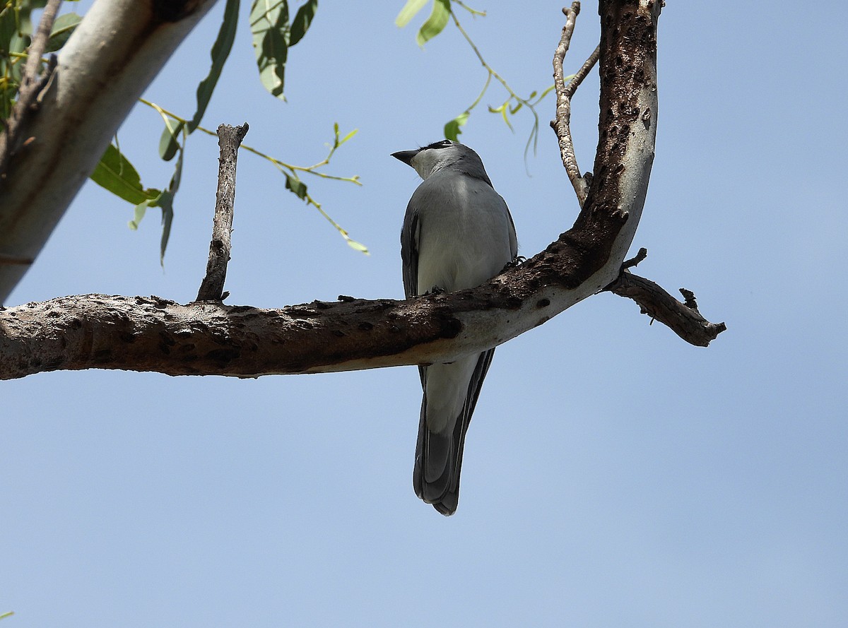 White-bellied Cuckooshrike - ML638534467