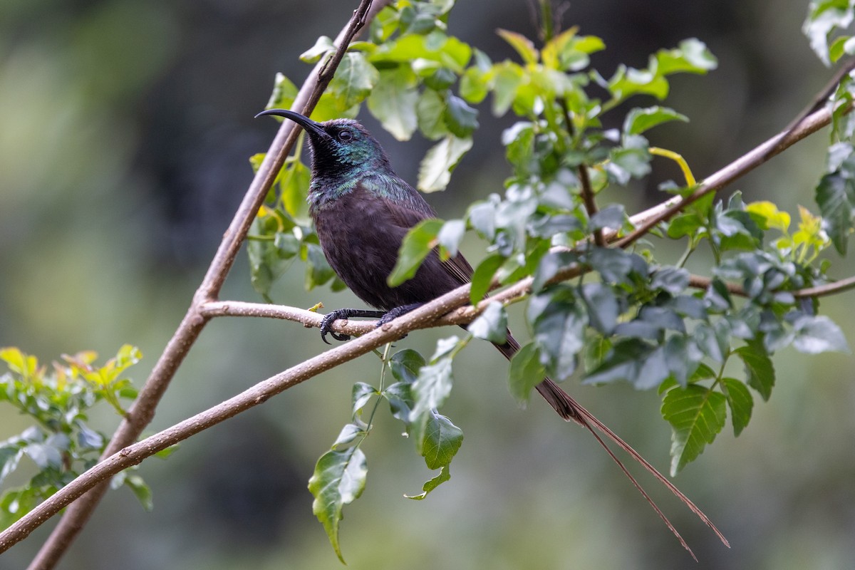 Bronze Sunbird - ML638534499