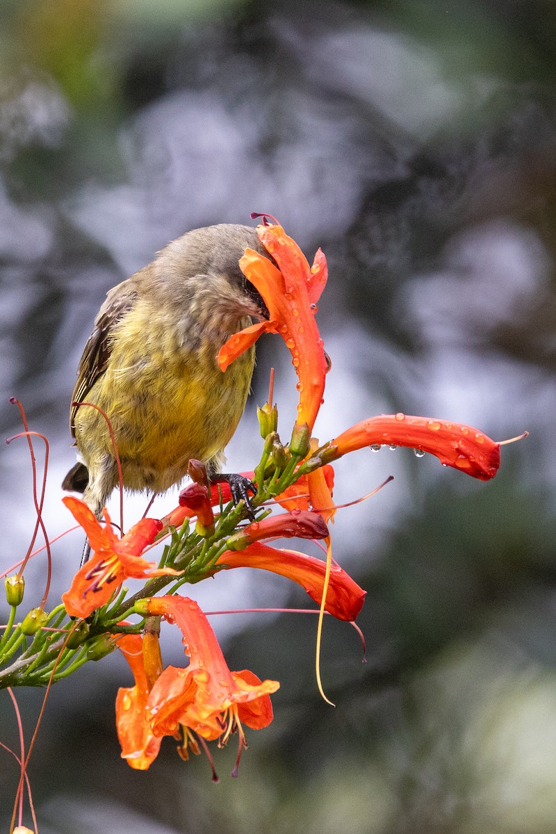 Bronze Sunbird - ML638534500