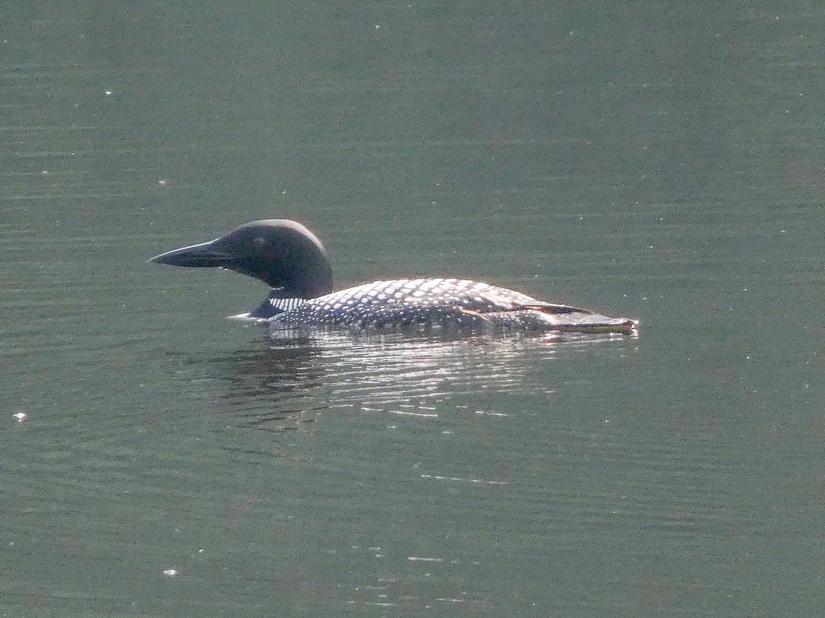 Common Loon - ML638534510