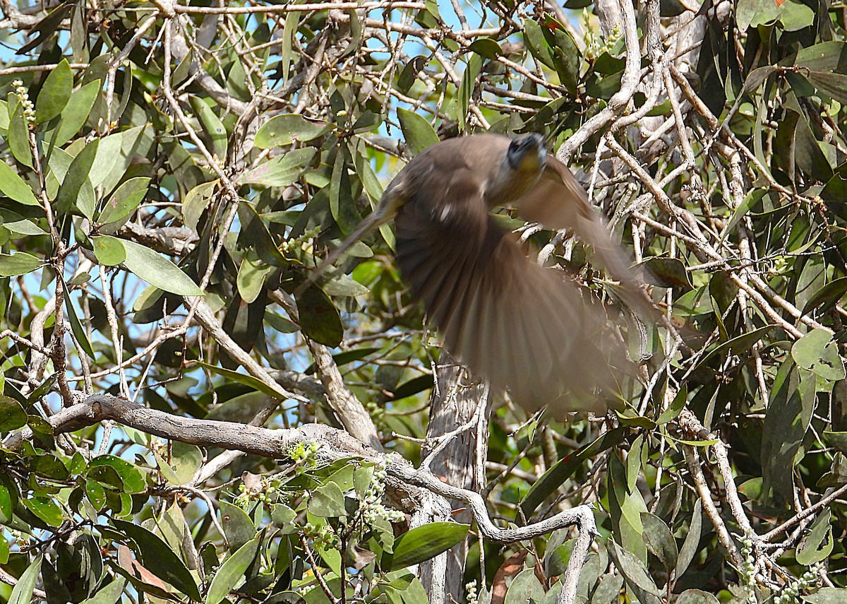 Little Friarbird - ML638534512