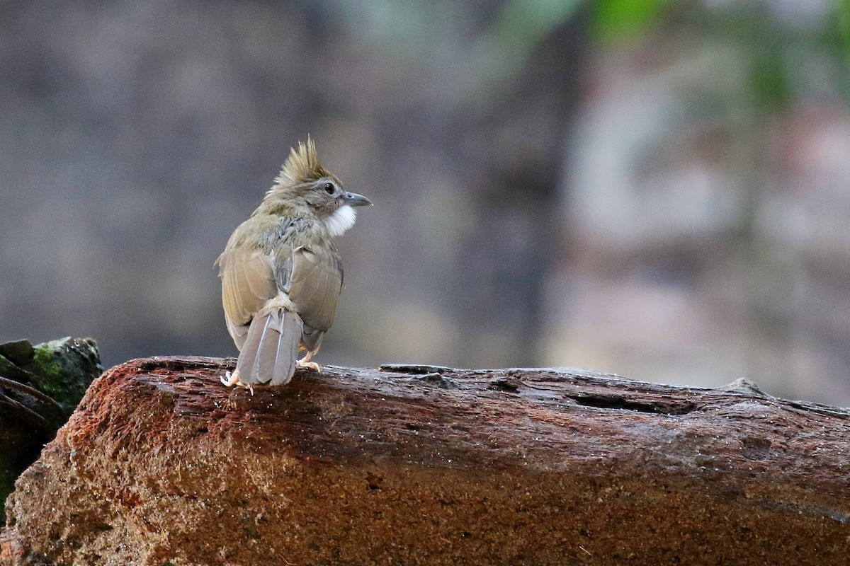 Bulbul ocré - ML638534524