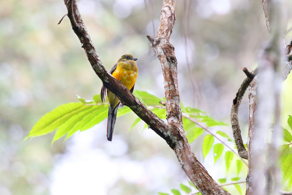 Trogon à poitrine jaune - ML638534536