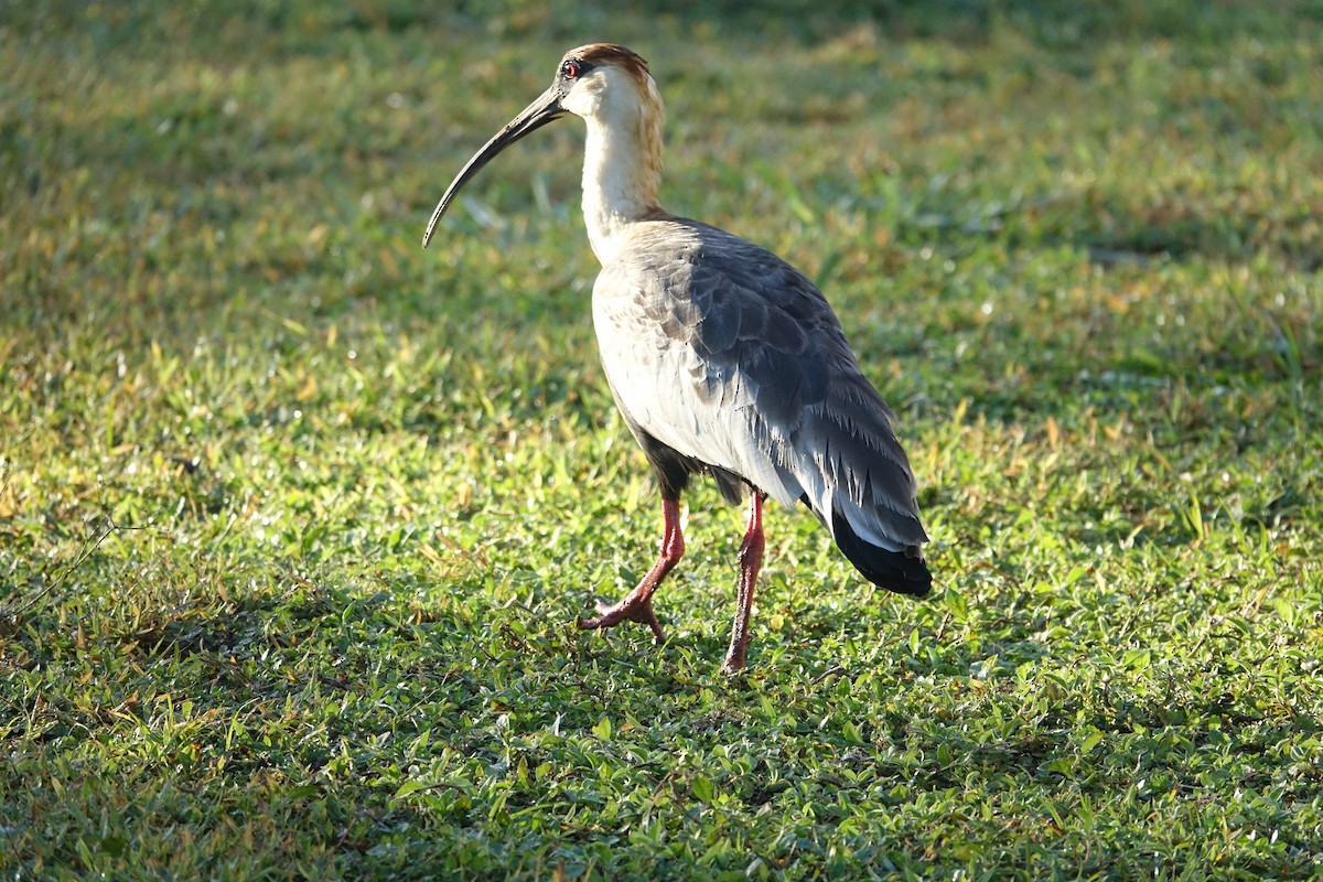 Buff-necked Ibis - ML638534541