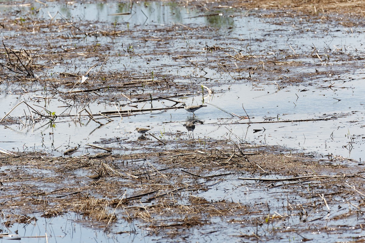 Marsh Sandpiper - ML638534542