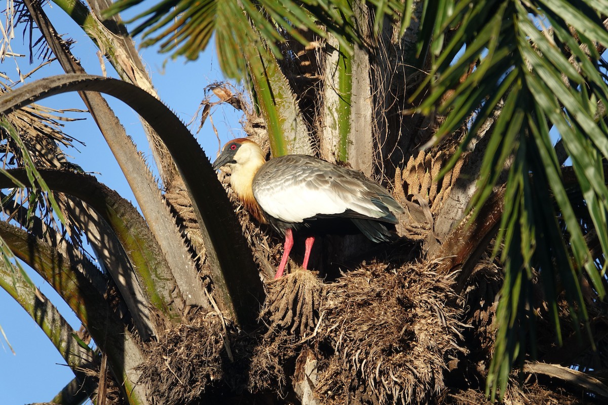 Buff-necked Ibis - ML638534552