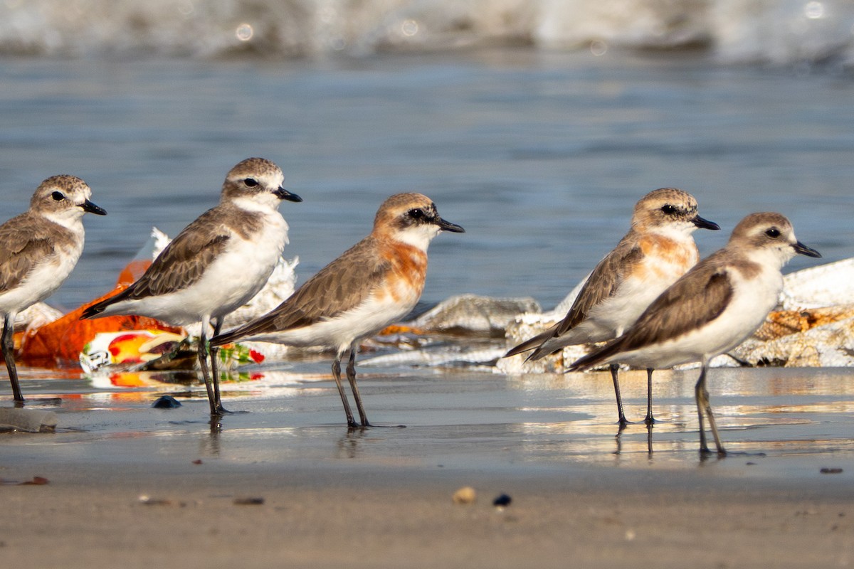 Tibetan Sand-Plover - ML638534577