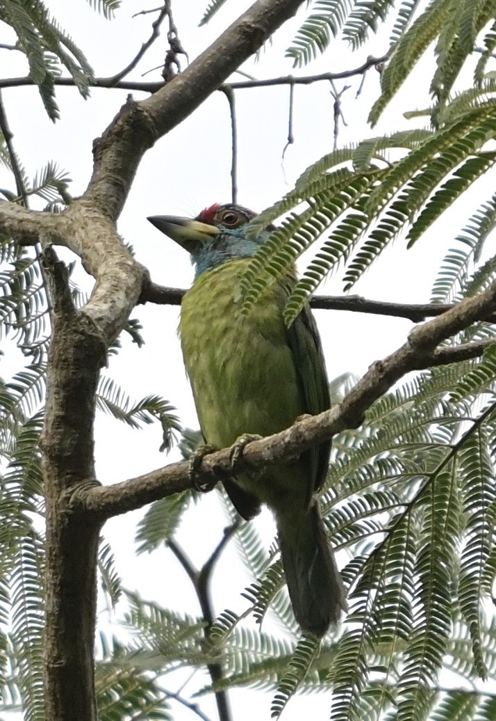 Blue-throated Barbet - ML638534589
