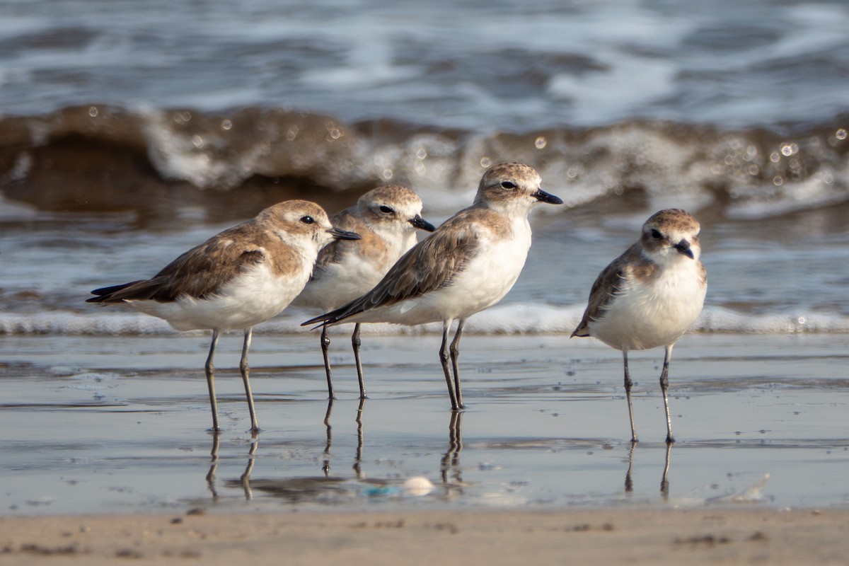 Tibetan Sand-Plover - ML638534595