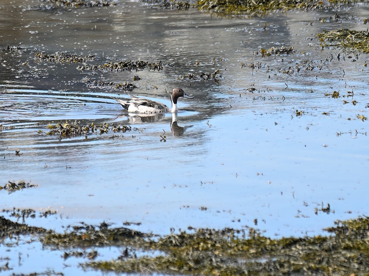 Northern Pintail - ML638534597