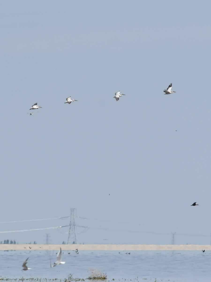 Dalmatian Pelican - ML638534600