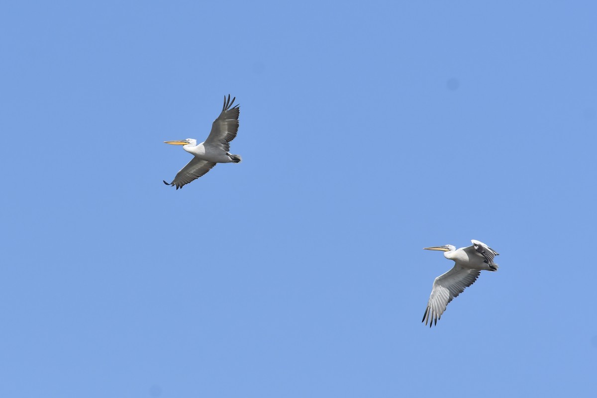 Dalmatian Pelican - ML638534601