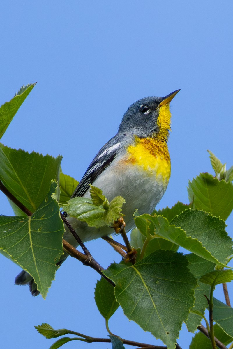 Northern Parula - ML638534634