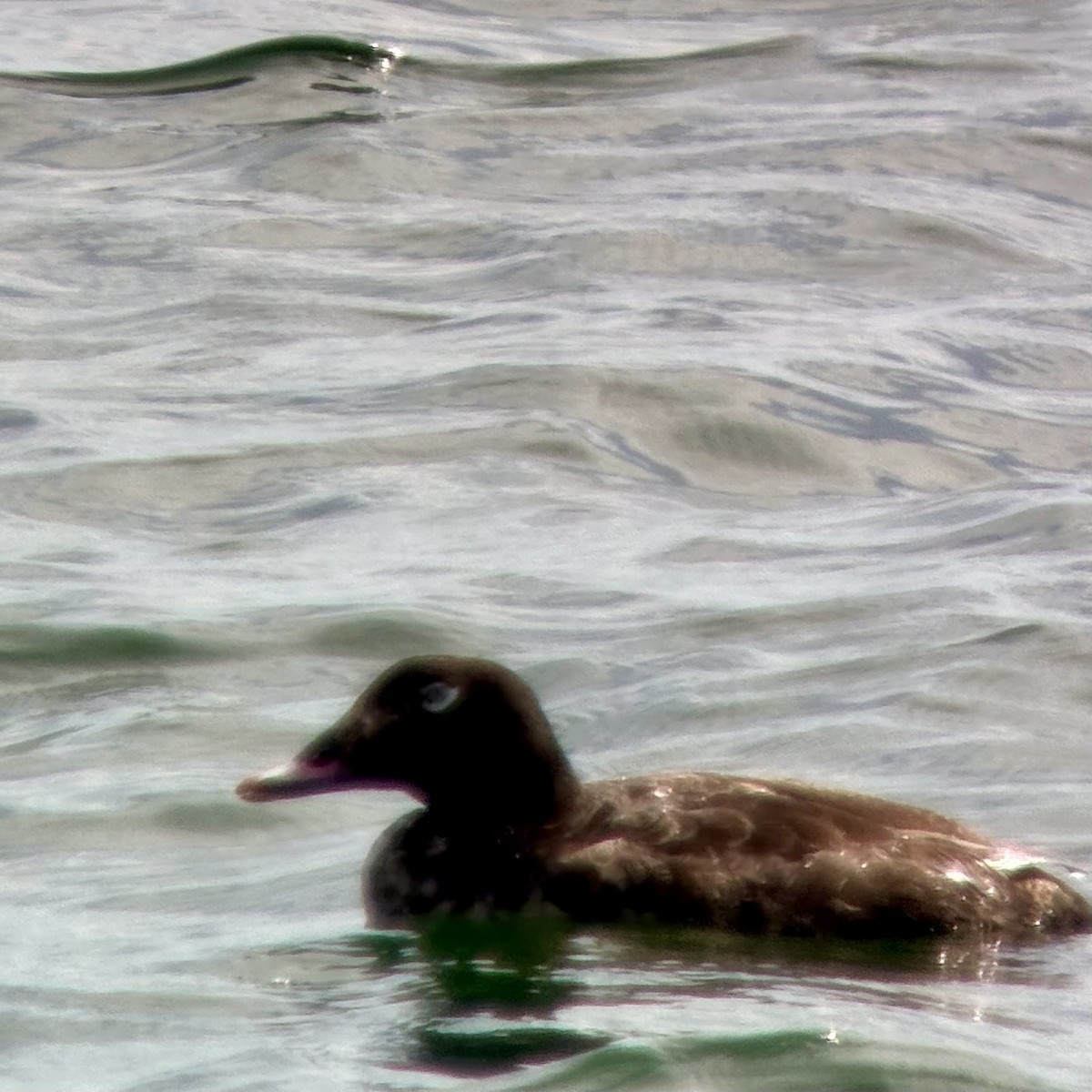 White-winged Scoter - ML638534643