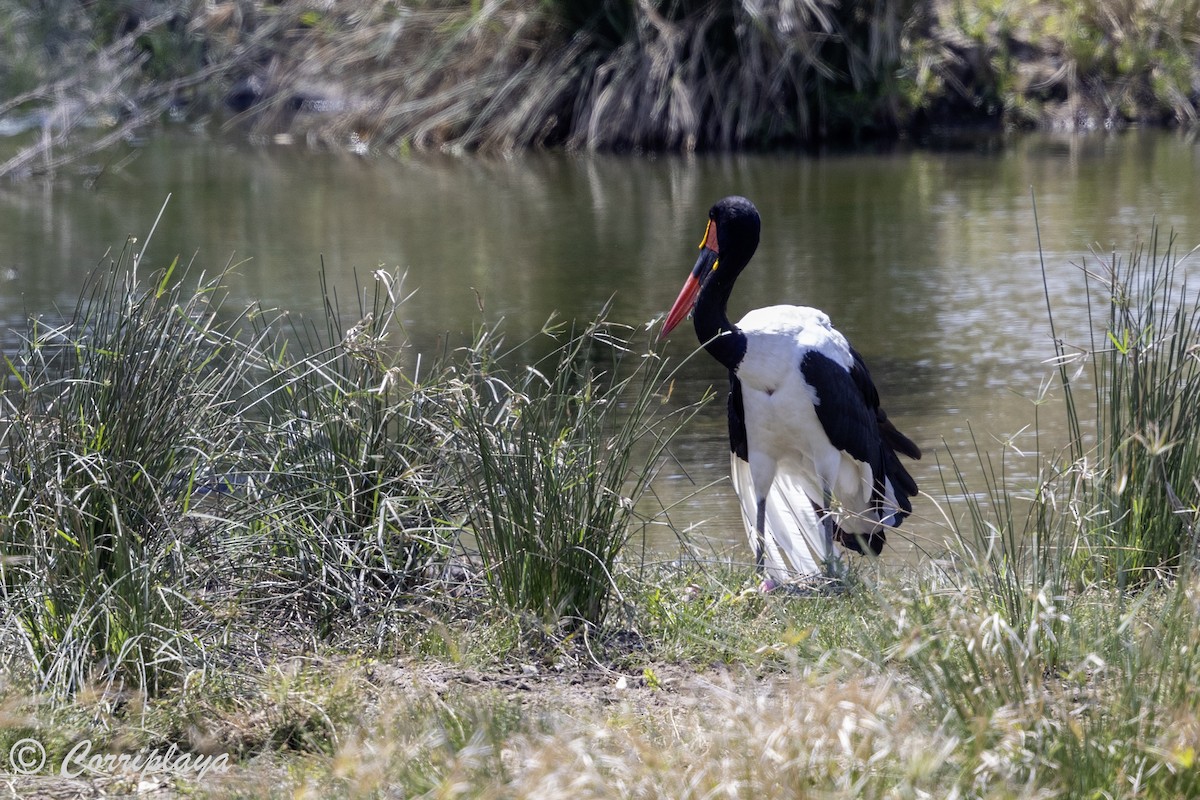 Saddle-billed Stork - ML638534644