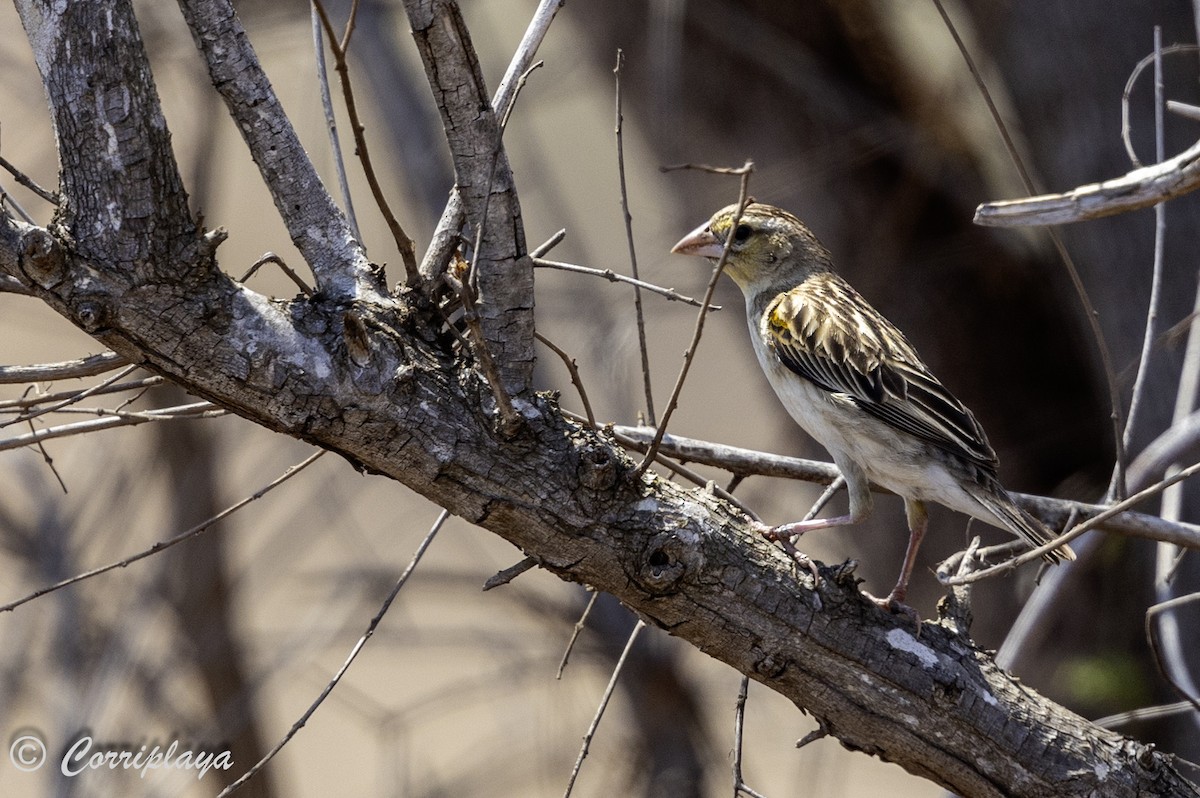 White-winged Widowbird - ML638534652