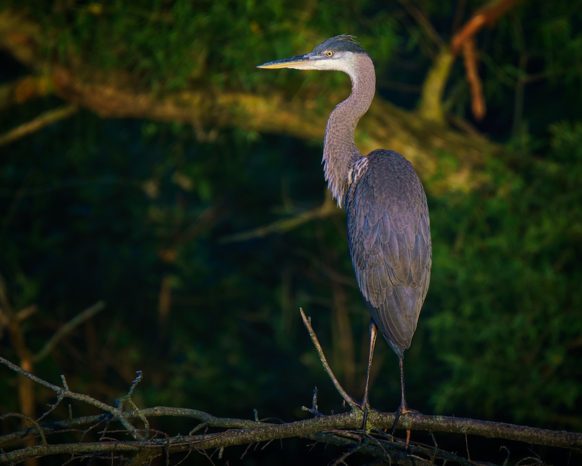 Great Blue Heron - ML638534663
