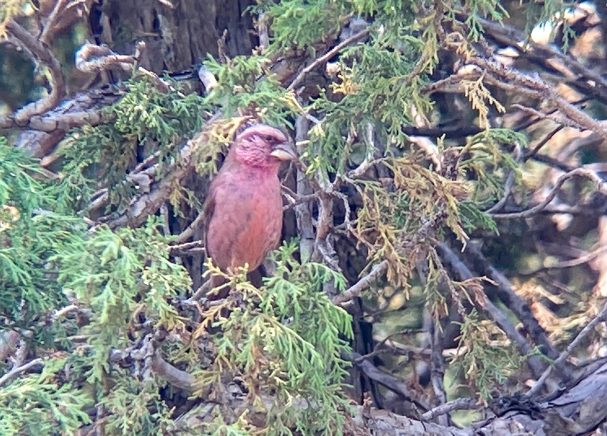 Blyth's Rosefinch - ML638534665