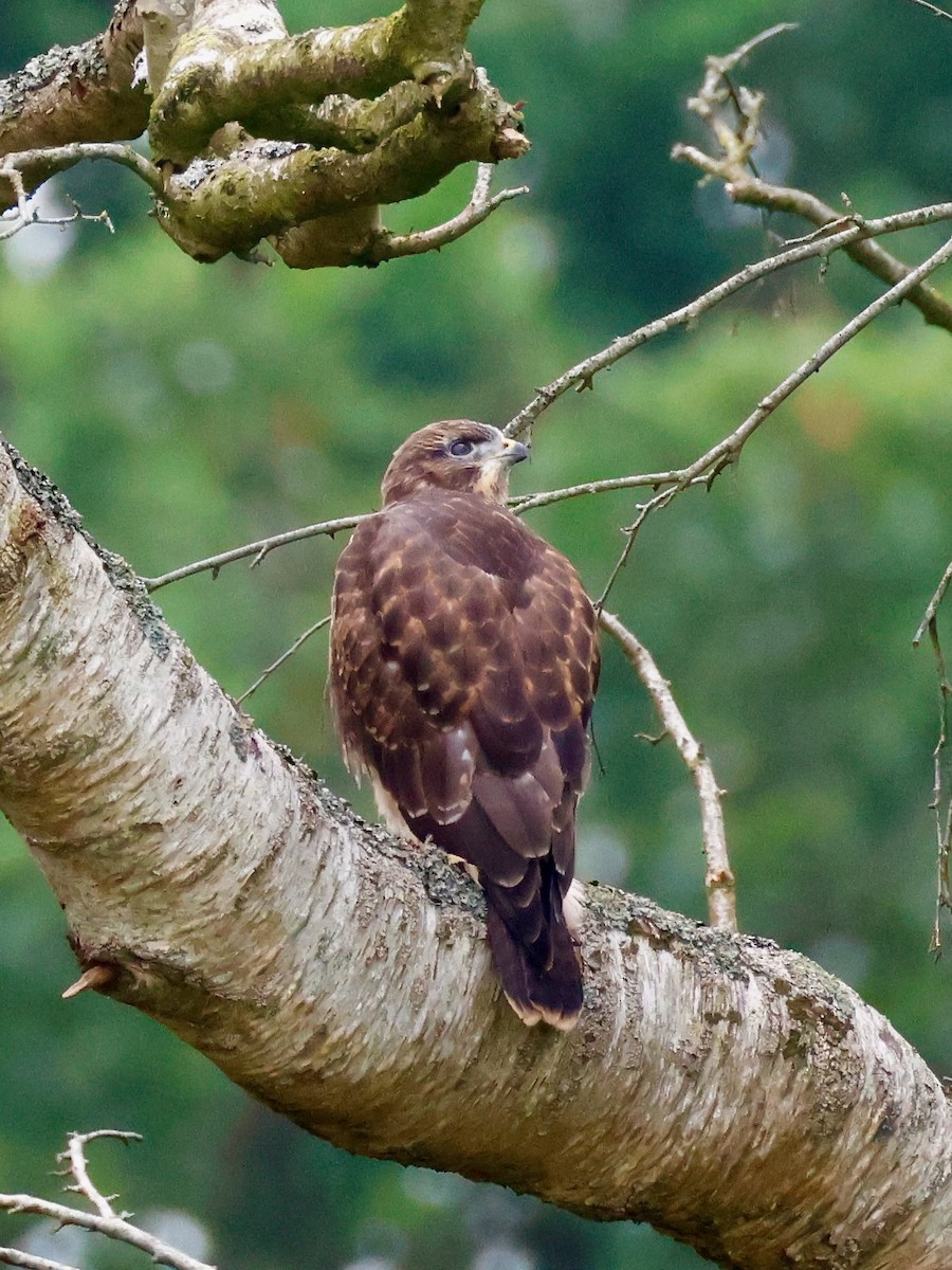 Common Buzzard - ML638534688