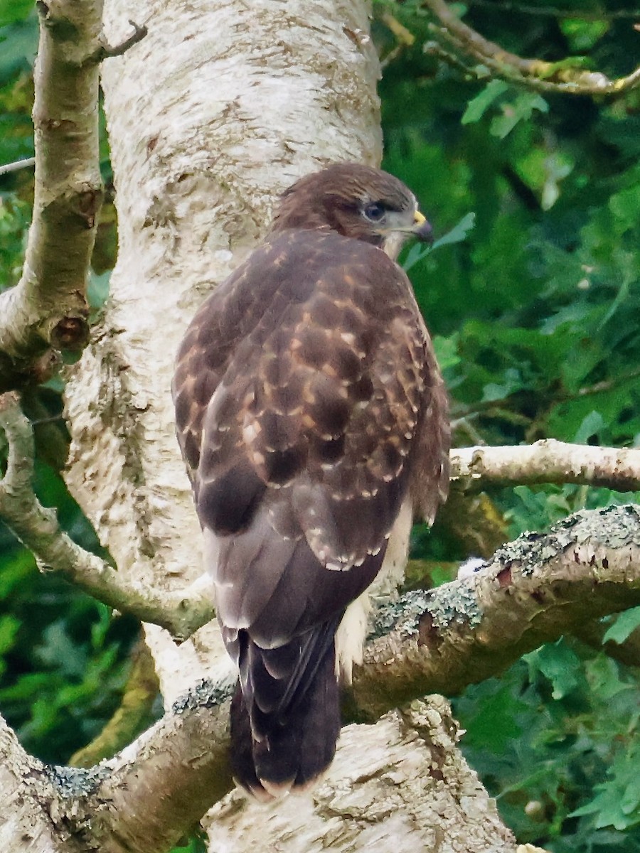 Common Buzzard - ML638534689