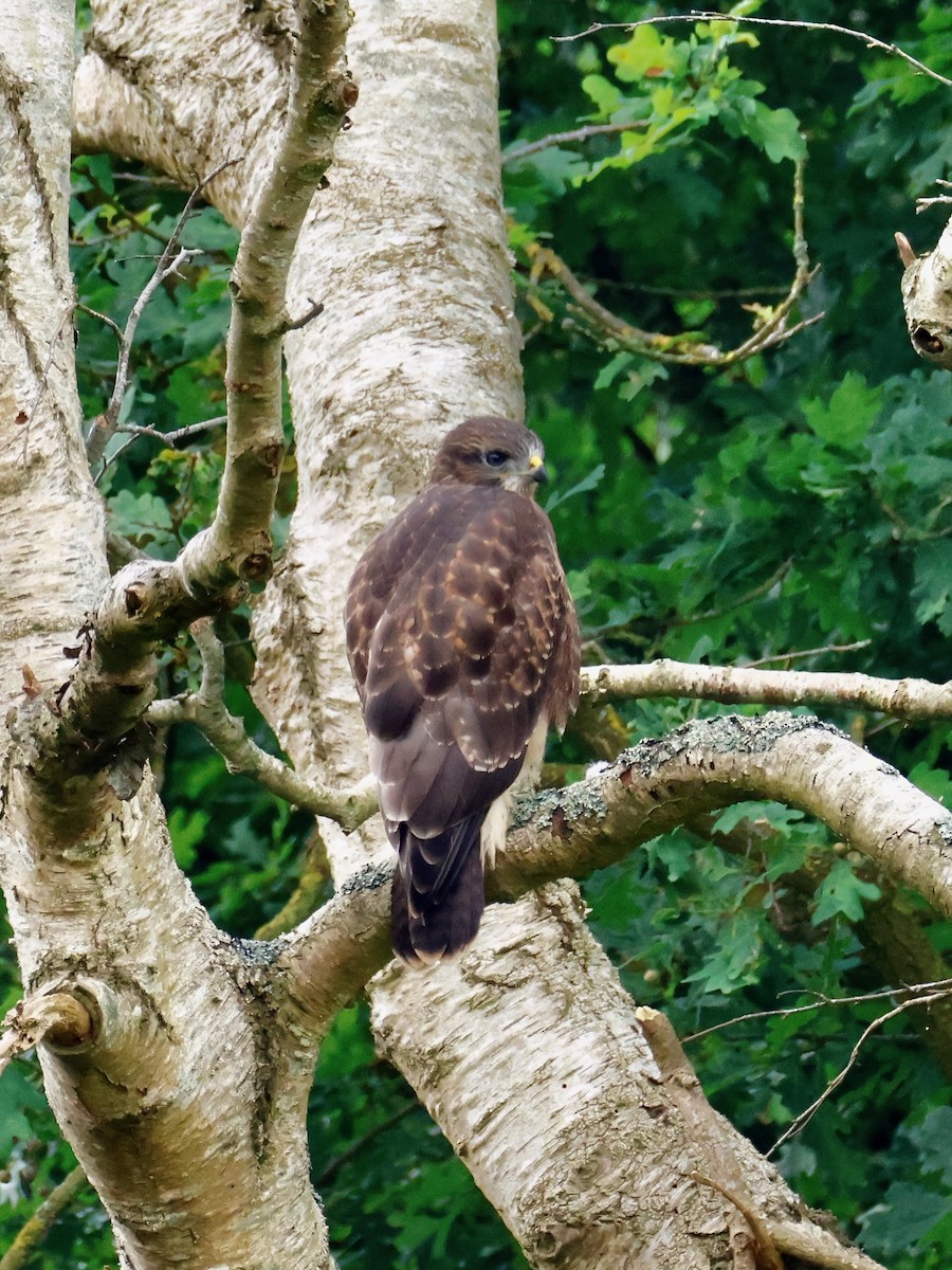 Common Buzzard - ML638534691