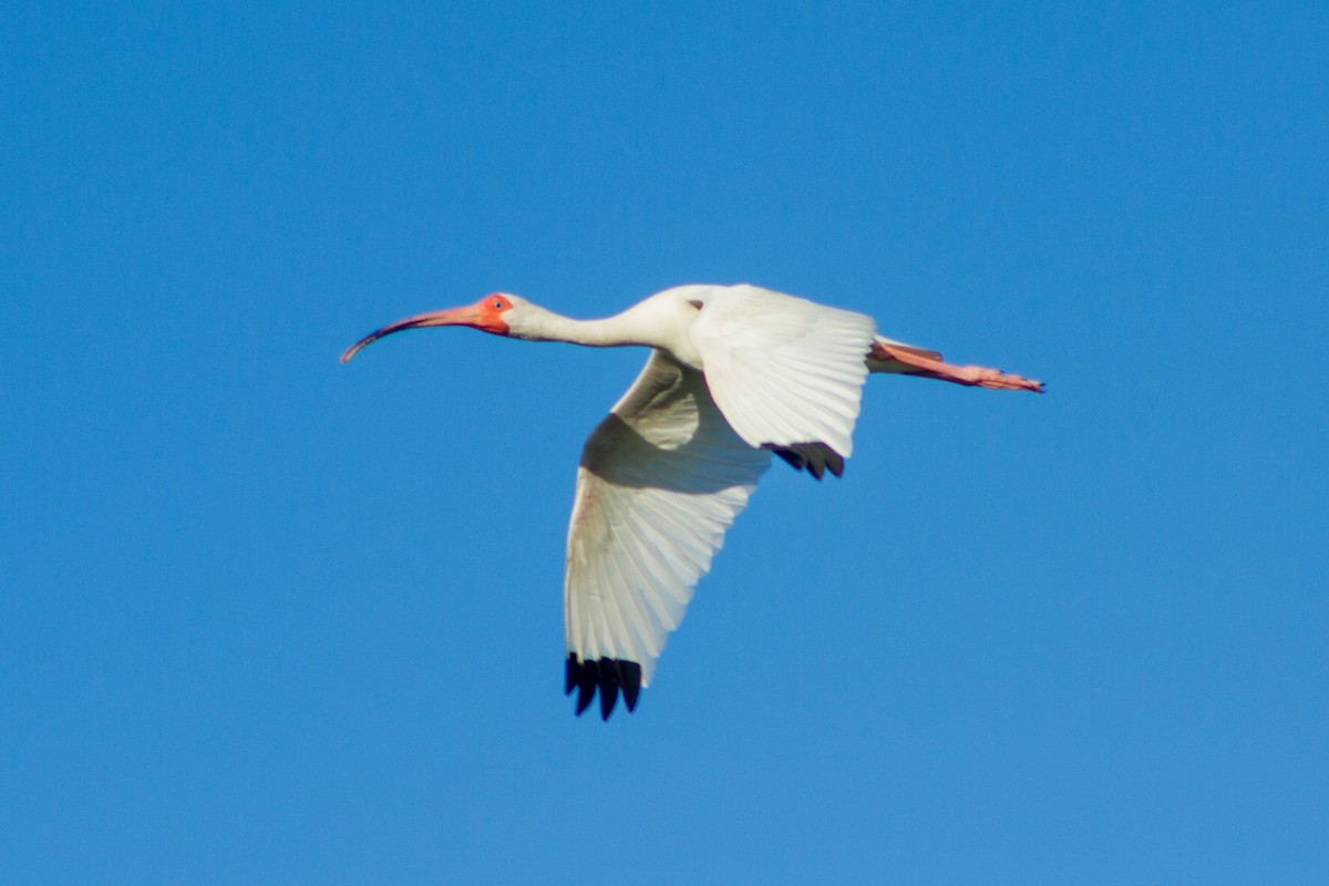 White Ibis - ML638534693