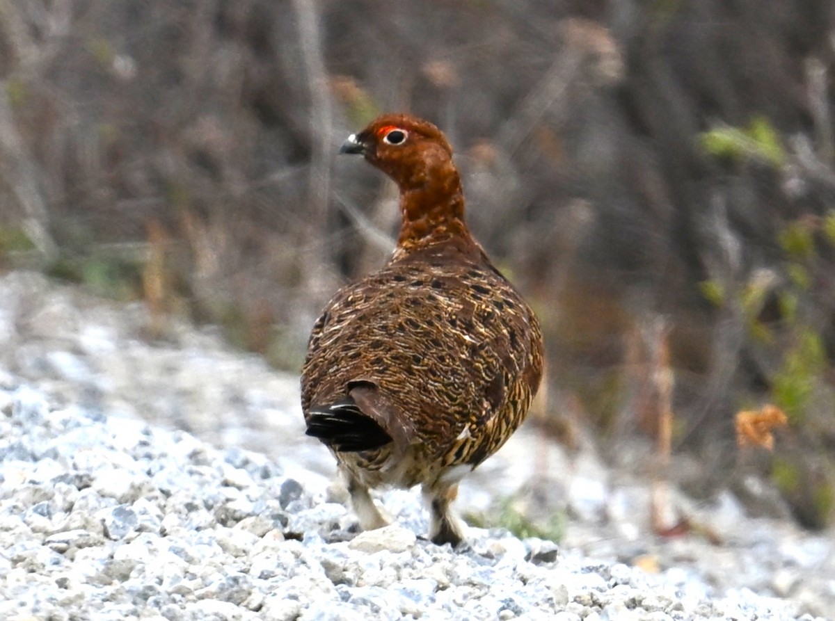 Willow Ptarmigan (Willow) - ML638534694