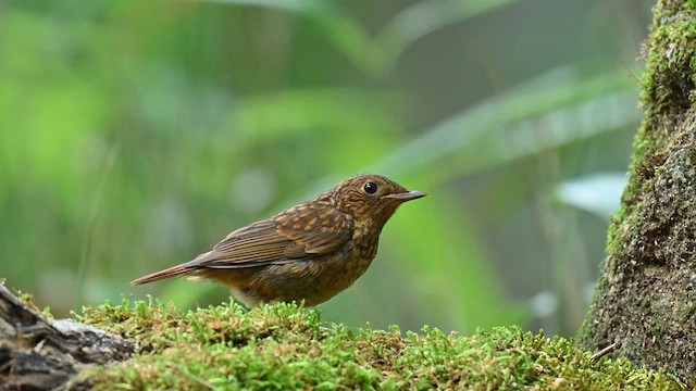 Japanese Robin - ML638534696