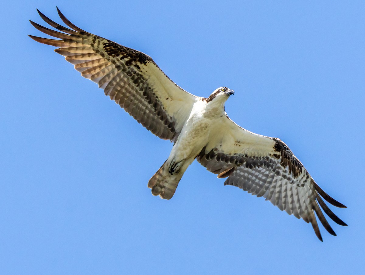Osprey - ML638534697
